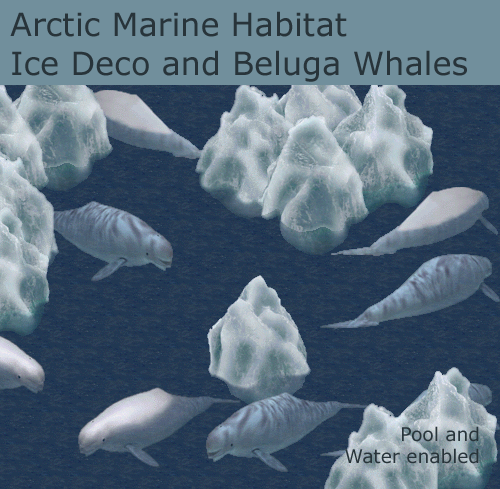arctic beluga1